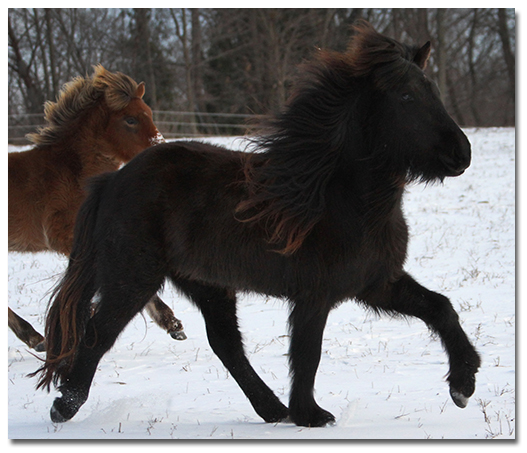 Kleópatra tolting through the field at age 2 and a half” title=