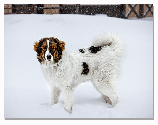 Zora as a puppy on the farm in winter