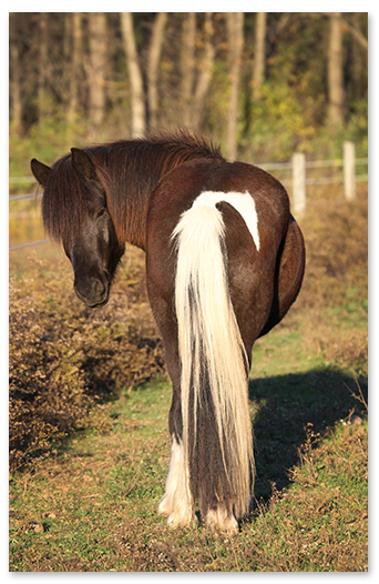 Bokki, 3 years old” title=
