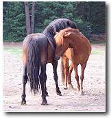 two horses showing compassion for eachother