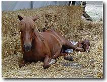 a horse and baby