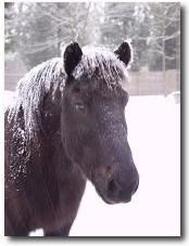 picture of an icelandic horse