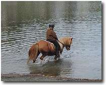 icelandic horse walking through water