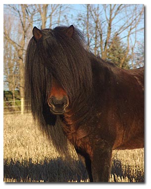 picture of horse picture of horse