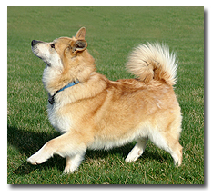 Icelandic Sheepdog Icelandic Sheepdog