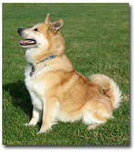 icelandic sheepdog icelandic sheepdog