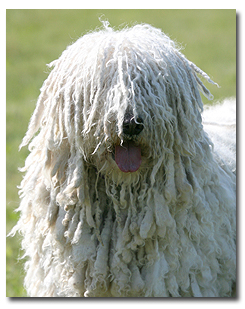 Komondor