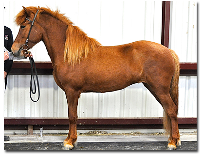  Rauðhetta from Full Quiver Farm 