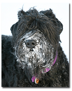 Tasha with snow on her nose