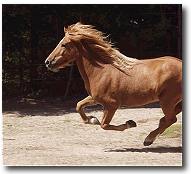 horse running