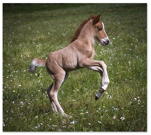 Foal Foal