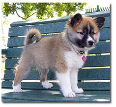 Loki’s young daughter Pine Plains Ýrsa owned by Heidi Kline Loki’s young daughter Pine Plains Ýrsa owned by Heidi Kline