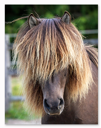 Alísa frá Miðengi Alísa frá Miðengi