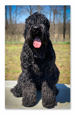 Opera frost undersøgelse Sand Meadow Farm - Our Black Russian Sheepdog