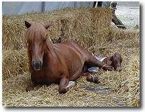 a horse and baby a horse and baby