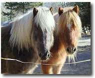 icelandic horse with winter coat icelandic horse with winter coat