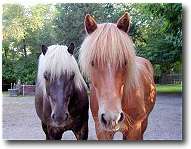 icelandic horse with summer coat icelandic horse with summer coat