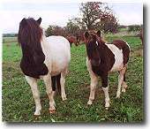 two black pintos