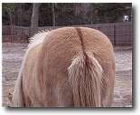A dun's dorsal stripe