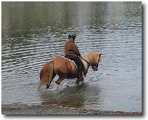 icelandic horse walking through water icelandic horse walking through water