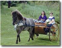 an iceldanic horse pulling people in a cart an iceldanic horse pulling people in a cart