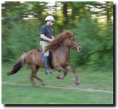 a person riding an icelandic horse a person riding an icelandic horse