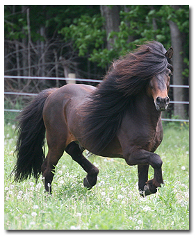 Kalman trotting Kalman trotting