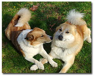 icelandic sheepdog