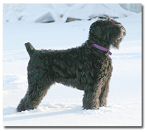 Tasha at two and a half years old. Tasha at two and a half years old.