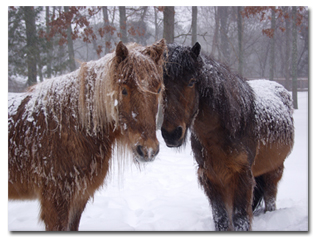 two horses in the snow