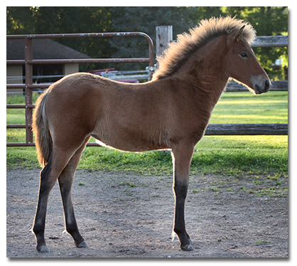  Venus from Sand Meadow title=